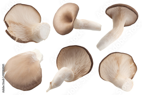 oyster mushroom set on white