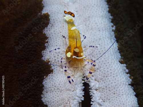 Partner Shrimp, Partnergarnele (Periclimenes brevicarpalis)