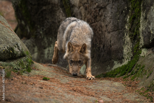 The gray wolf or grey wolf  Canis lupus  standing on a rock