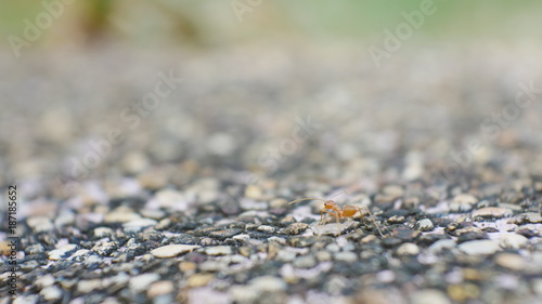 Blurred ants in nature.