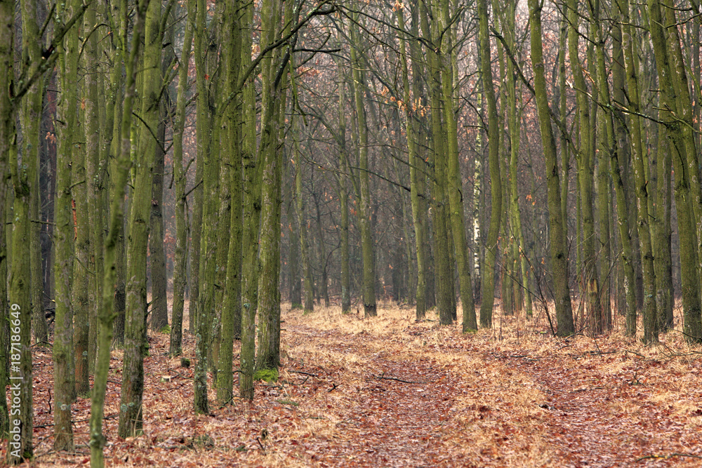 Thicket of trees and bushes of a natural forest in an early spring season Thicket of trees and bushes of a natural forest in an early spring season