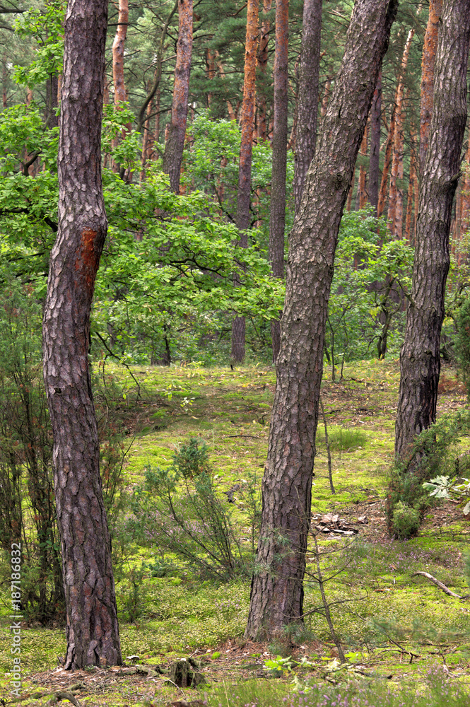Thicket of trees and bushes of a natural forest in a summer season