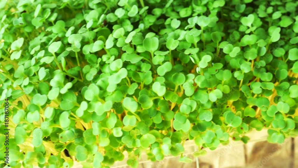 Arugula sprouts in plastic pot on rustic table at kitchen. Fresh micro greens for vegan salads and decorations Arugula sprouts in plastic pot on rustic table at kitchen. Fresh micro greens for vegan salads and decorations