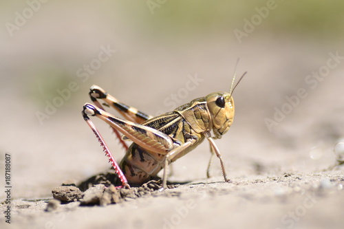 Grasshopper putting egg on the floor of the mountain © nando espiñeira