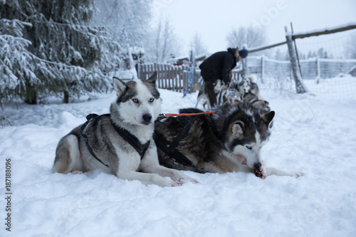 Fluffy huskies exitedly waiting to be tied to the sled line on a beautiful white snowy Arctic winter day. Riisitunturi, Kuusamo, Finland.