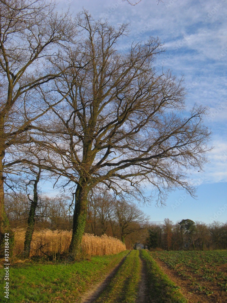 Kahler Eichenstamm im Winter bei Plankstadt Kahler Eichenstamm im Winter bei Plankstadt