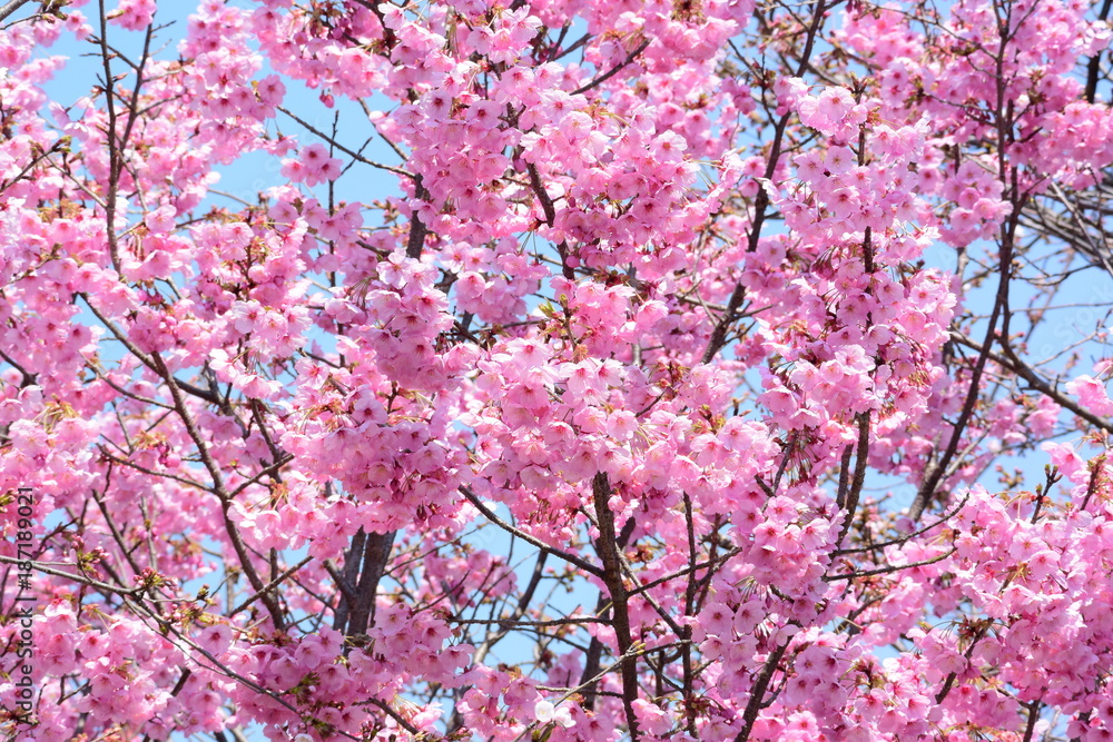ピンクがキレイな、満開の八重桜