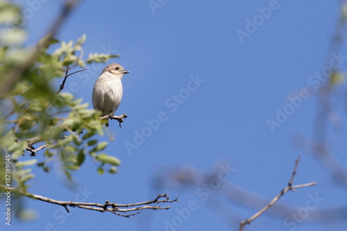 Red-backed shrike on a branch of a tree in a nature wild. Ukraine, 2017.
