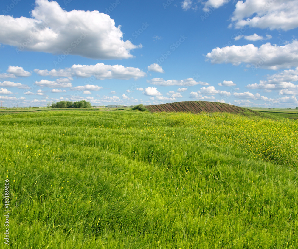 green wheat field