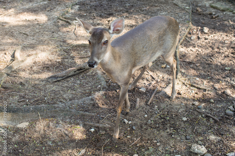 Close-up of cautious and cute roe deer Close-up of cautious and cute roe deer