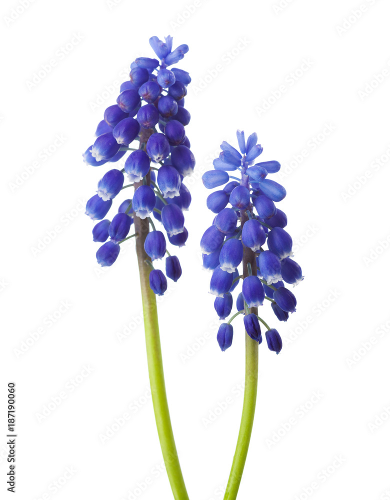 Two flowers of Muscari isolated on white background. Grape Hyacinth