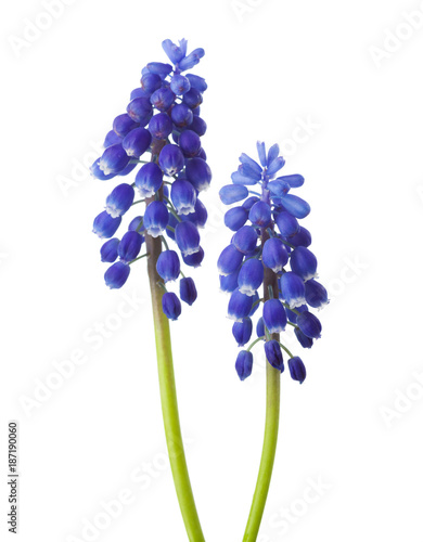 Two  flowers of  Muscari  isolated on white background. Grape Hyacinth photo