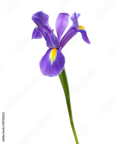  Iris isolated on a white background. Iris tingitana