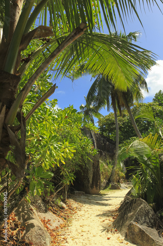 Tropical path under the palm trees