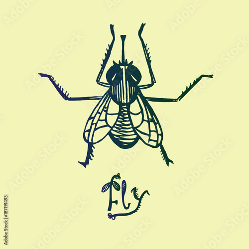 Cartoon character of fly with inscription, top view, hand drawn doodle sketch, isolated vector outline illustration
