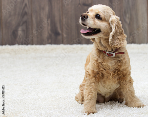 Obraz na płótnie American cocker spaniel sitting and looking in the apartment