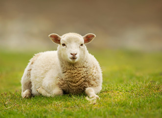 Ingelijste posters Schaap Jong Shetland schaap in gras  © giedriius