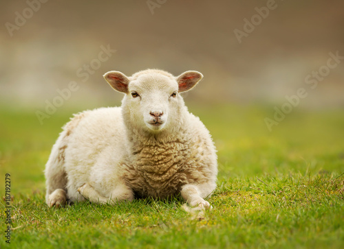 Young Shetland sheep lying on the grass