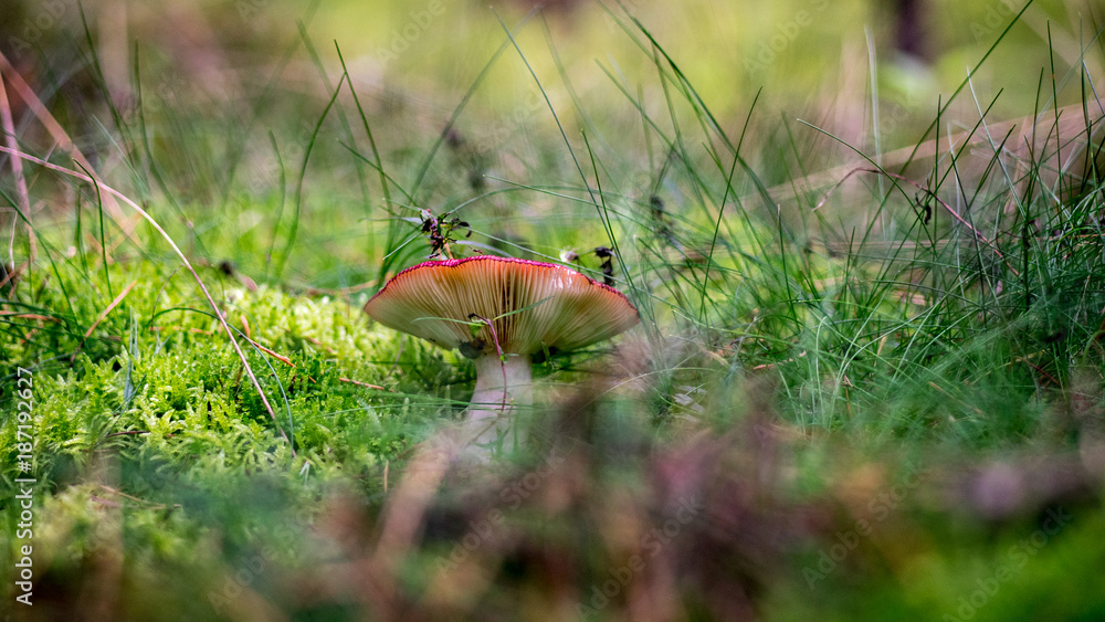 Fototapeta premium Pilz