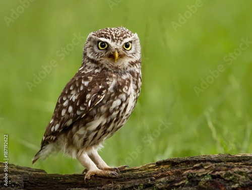 Little Owl (Athene noctua) perched on a tree.