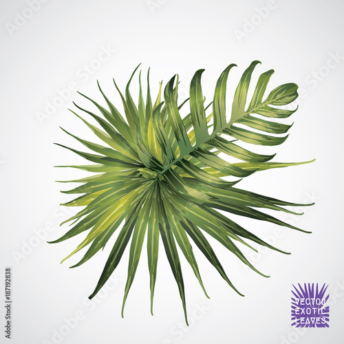 Vector green palm leaf. 