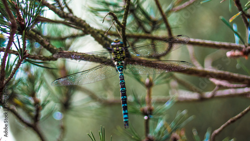 Libelle