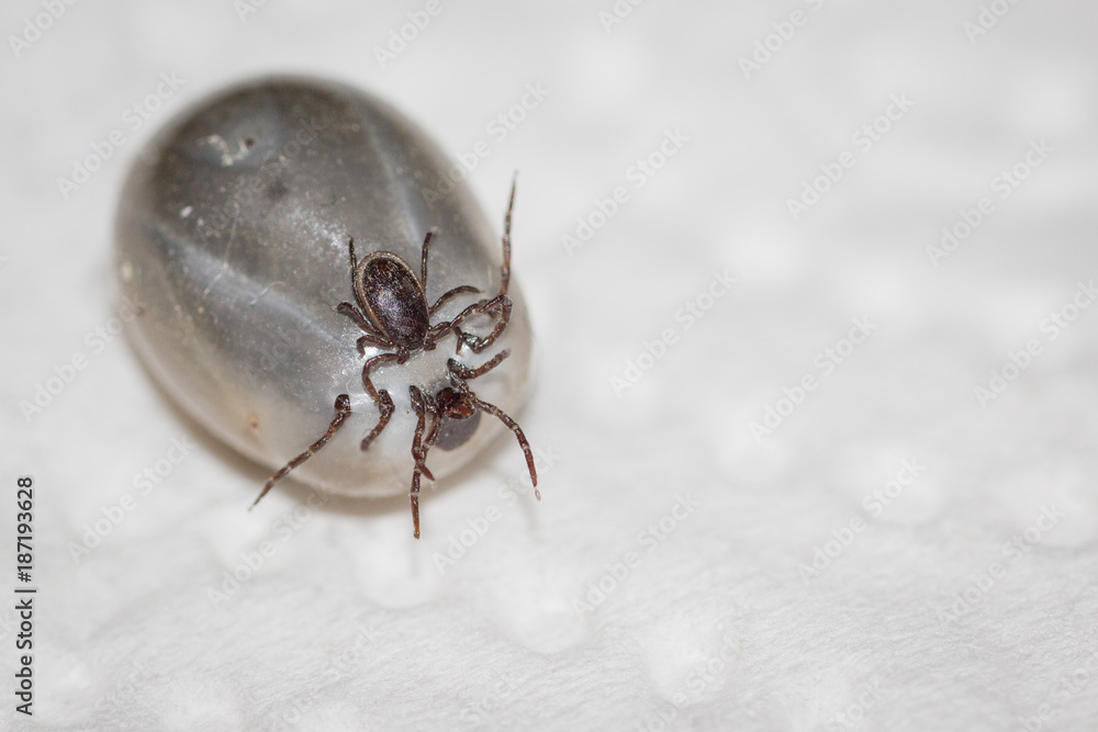 small tick has bitten on a large soaked tick small tick has bitten on a large soaked tick