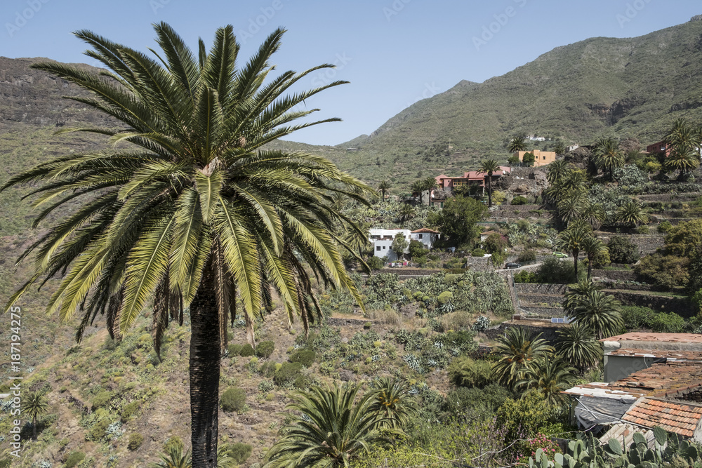 Fototapeta premium Palm tree