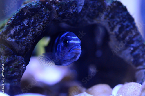 Cichlid Fish in aquarium. Scientific Name: Pseudotropheus Demasoni photo