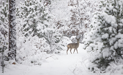 young deer in winter forest