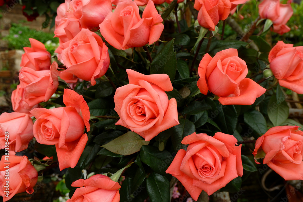Rose flowers blooming for background. Rose flowers blooming for background.