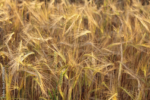 Wheat Field