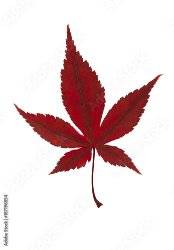 Autumn leaf. Red autumn leaf isolated on a white background.