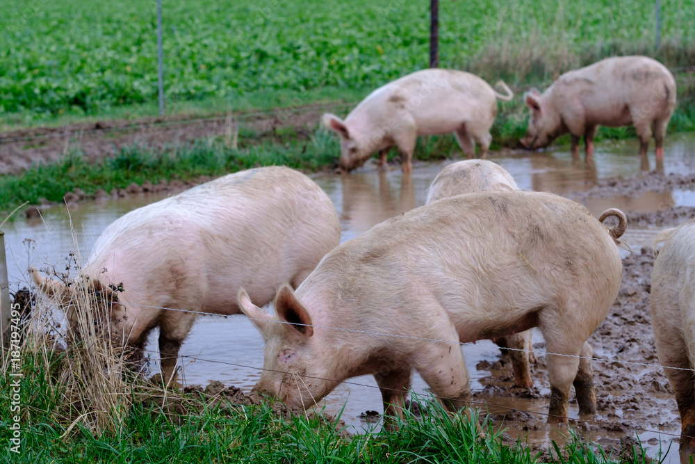 Schweine in Freilandhaltung - Biofleisch Schweine in Freilandhaltung - Biofleisch