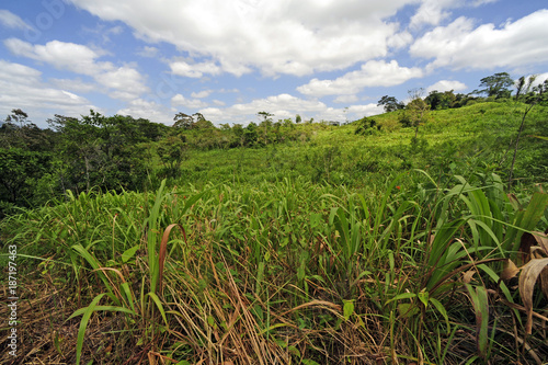 illegale Zuckerrohr-Plantage im Regenwald / Honduras photo