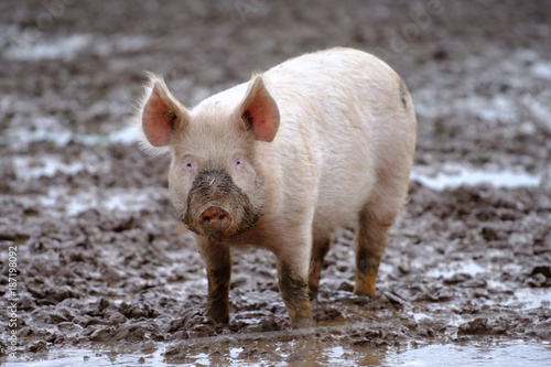 Schweine in Freilandhaltung - Biofleisch