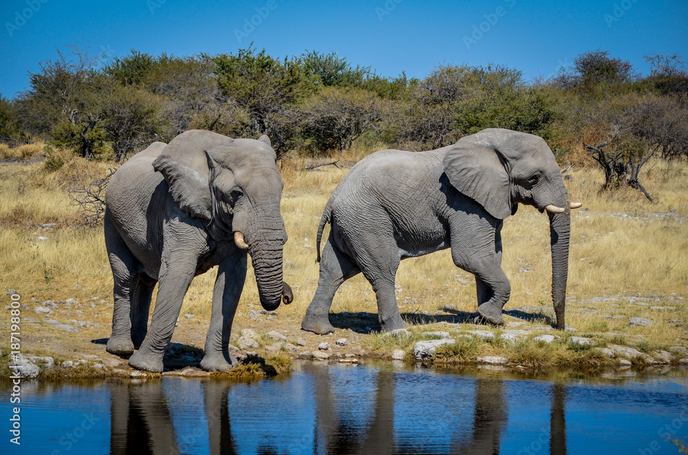 Fototapeta premium Afrikanischer Elefant / Etosha Nationalpark, Namibia