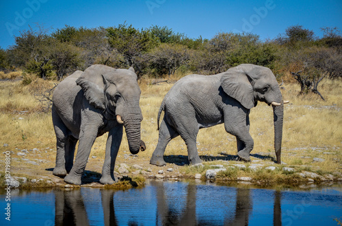 Afrikanischer Elefant   Etosha Nationalpark  Namibia
