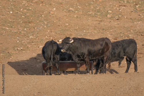 Wallpaper Mural Herd of bulls5 Torontodigital.ca