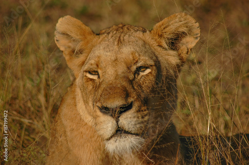 Lioness  Londolozi Private Game Reserve  Kruger National Park  South Africa