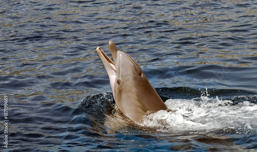 Dolphin popping ouy of the water © Mikhail Blajenov