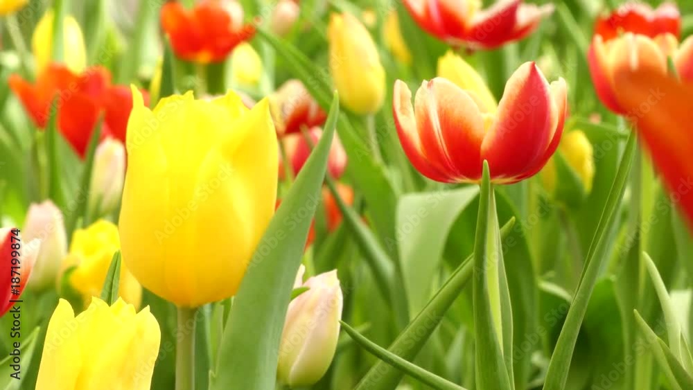 Beautiful tulips in garden, 4K Beautiful tulips in garden, 4K