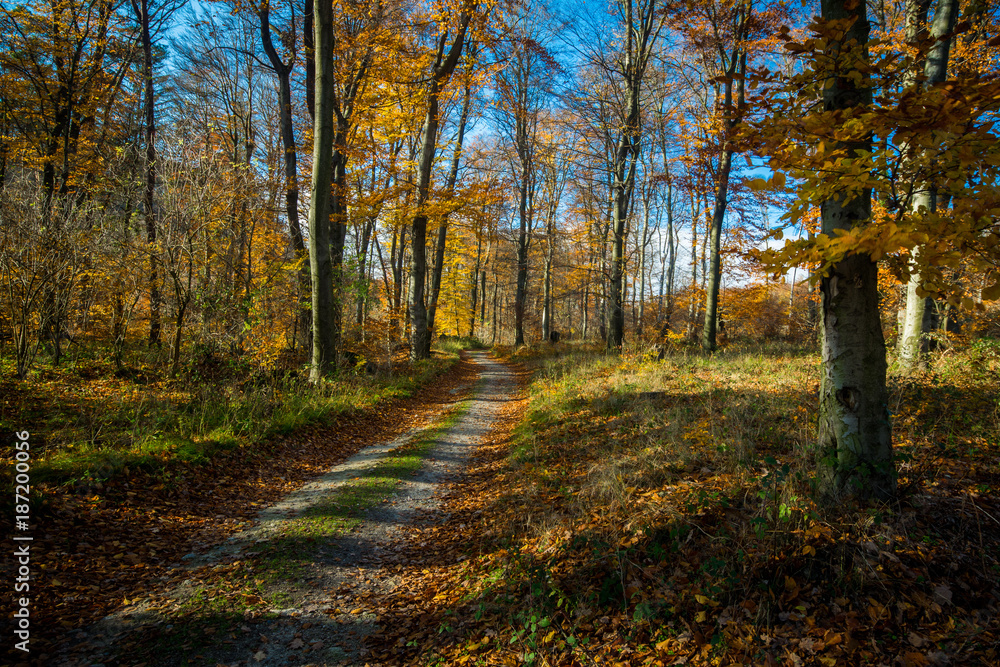 Walkway in forest in colorful autumn, Little Carpathian, Slovakia, Europe