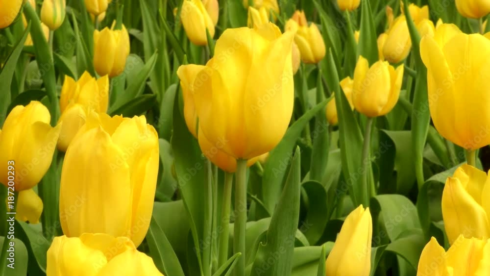 Beautiful tulips in garden, 4K Beautiful tulips in garden, 4K