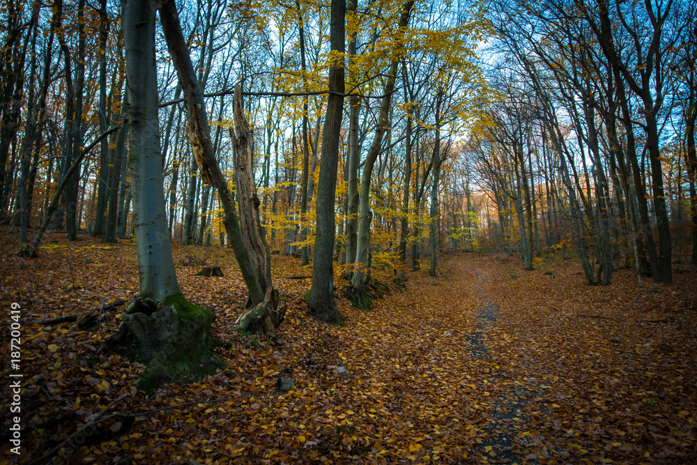 Obraz premium Walkway in forest in colorful autumn, Little Carpathian, Slovakia, Europe
