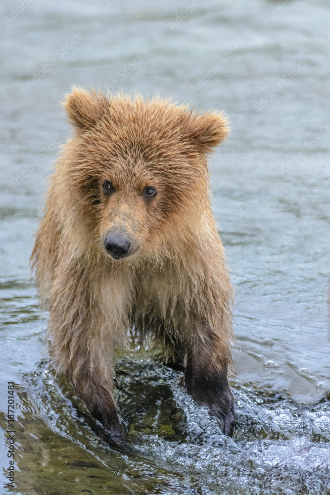 Grizzly bear cub, Brook Falls, Alaska