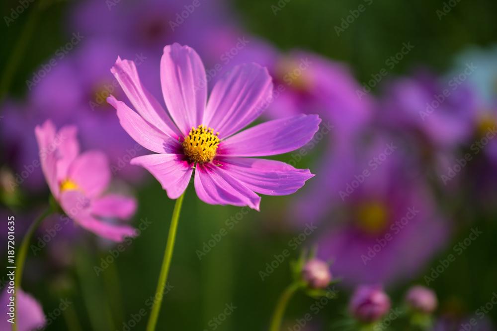 Blurred of cosmos flowers with soft blur in the pastel color for background. Blurred of cosmos flowers with soft blur in the pastel color for background.