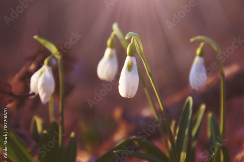 spring background of the first snowdrops