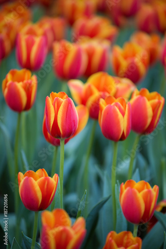 Blurred background image of Red tulips  Colourful tulip  Sun light flare