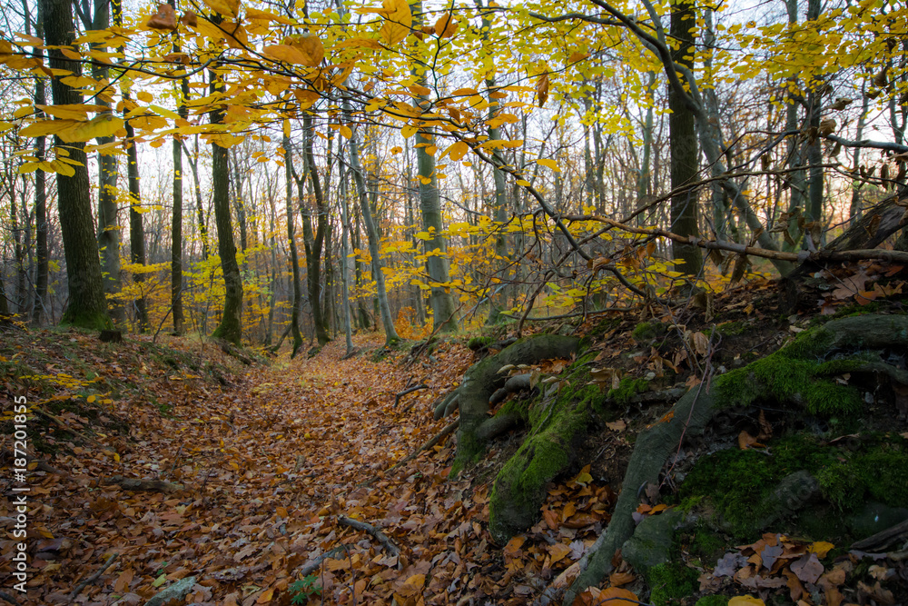 Fototapeta premium Roots, trees, sunset in colorful autumn forest, little Carpathian, Slovakia, Europe